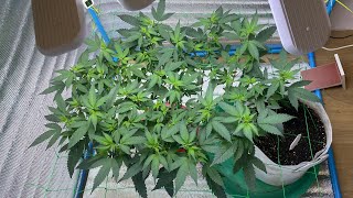 EP.3 ไฟบ้าน ปุ๋ยออแกนนิคทำเอง  Gary Payton Indica 80 sativa 20