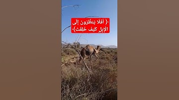 ﴿ أَفَلَا يَنظُرُونَ إِلَى الْإِبِلِ كَيْفَ خُلِقَتْ﴾[ سورة الغاشية: 17]