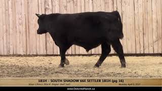 181H - South Shadow 66E Settler 181H