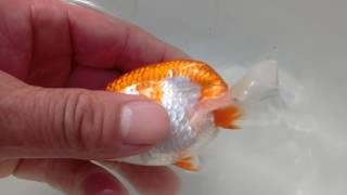 綺麗な更紗らんちゅう　弥富産