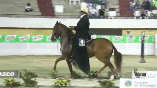 YARIMA DE COSTA RICA, GRAN CAMPEONA TROCHA COLOMBIANA   JNPNSINCELEJO GRADO B 2024