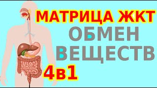 Матрица Гаряева: Органы Пищеварения И Обмен Веществ, Программа №4. Медитация 4В1 С Формулами Для Жкт