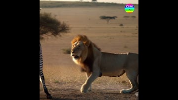 Lion’s Attack Backfires as Zebra Strikes Back" #animals #wildtv #panda #wildlife #tiger #lion
