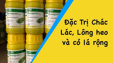 Thuốc t.r.ừ c.ỏ Basagran 480SL. Đặc t.r.ị cỏ Lông heo, chác lác và cỏ lá rộng, bồng bồng.