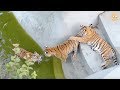 Тигрицу Васю не выпускают из бассейна ее дети!Тайган. Tigress blocked in the pool!