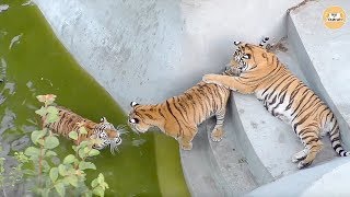 Тигрицу Васю не выпускают из бассейна ее дети!Тайган. Tigress blocked in the pool!