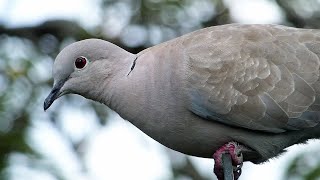 Bird Facts: The Eurasian Collared Dove