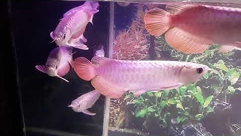 Cách Làm Cho Cá Rồng Hạn Chế Đánh Nhau #LOWI