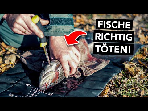 Video: Was ist ein Quietschen, wie entfernt man es von Fischen?