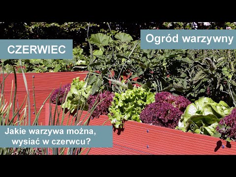 Wideo: Rodzaje gigantycznych warzyw ogrodowych - Uprawa ogromnych warzyw w ogrodach