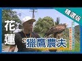 台灣第一等【前所未見 老鷹農夫】│花蓮│《經典好節目》_小馬精選版