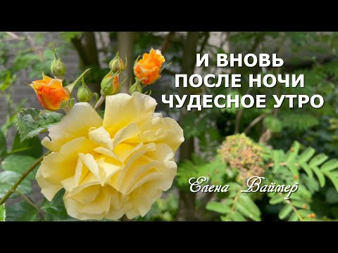 И вновь после ночи чудесное утро. Елена Ваймер на слова Анны Бовель