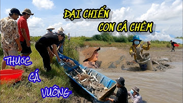 Miền Tây vui nhộn: Huy động cả dòng họ đi thuốc cá vuông tôm