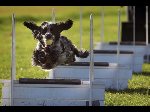 Vídeo: Por que o flyball é bom para cães?