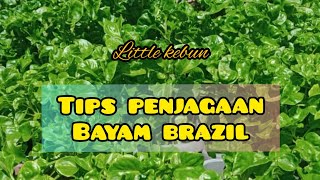 5 TIPS PENJAGAAN POKOK BAYAM BRAZIL - Little Kebun