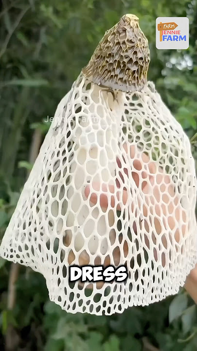 Bamboo Mushroom - Nice girl in Dress