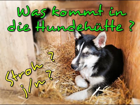 Video: Kann ein Hund im Winter in einer Hundehütte leben?