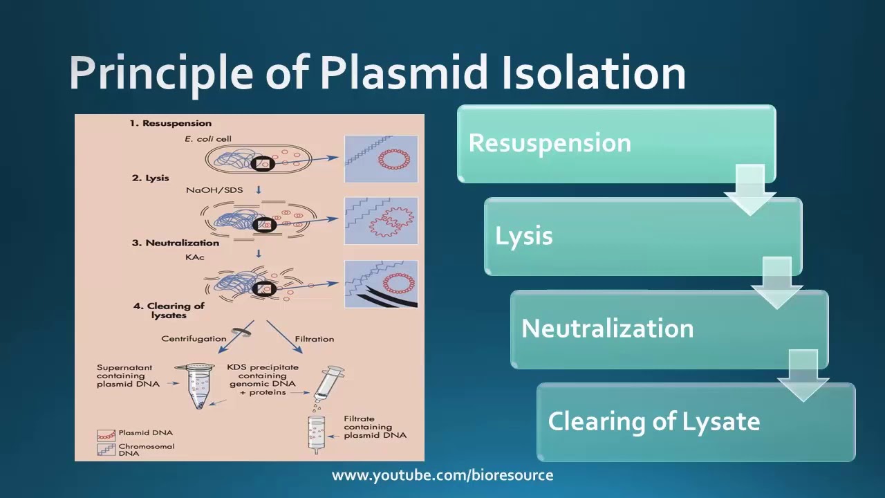Plasmid Isolation Plasmid Purification Alkaline Lysis Method YouTube