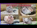 Off color racing youngbirds  showtype  color collected from breeders   pigeons