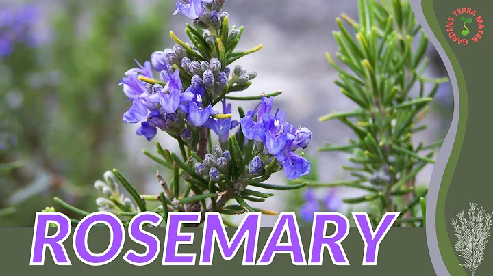 Rosemary Growth, growing and care tips! (companion...