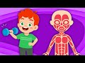 Learn About The Muscles In Your Body! | Human Body Songs For Kids  | KLT Anatomy