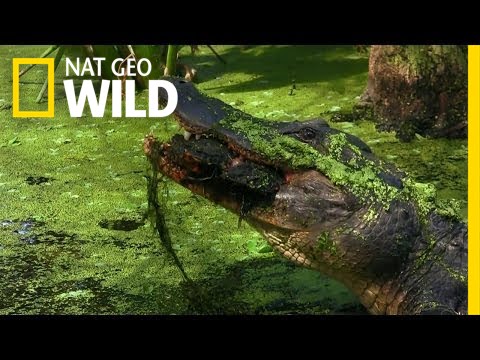 nat geo wild logo Jaws Of Steel | Florida Untamed