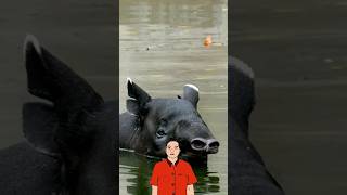 Tapir #shorts
