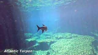 Casa Cenote, Tulum, Mexican Crocodile