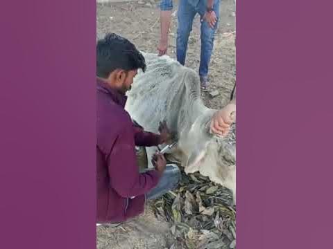 Animal rescue by animal ngo team - 914 | Animal ngo | cow 