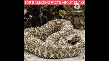 TOP 5 AMAZING FACTS ABOUT SNAKE || #facts #video #viral #new #subscribe #youtubeshorts #shortvideo