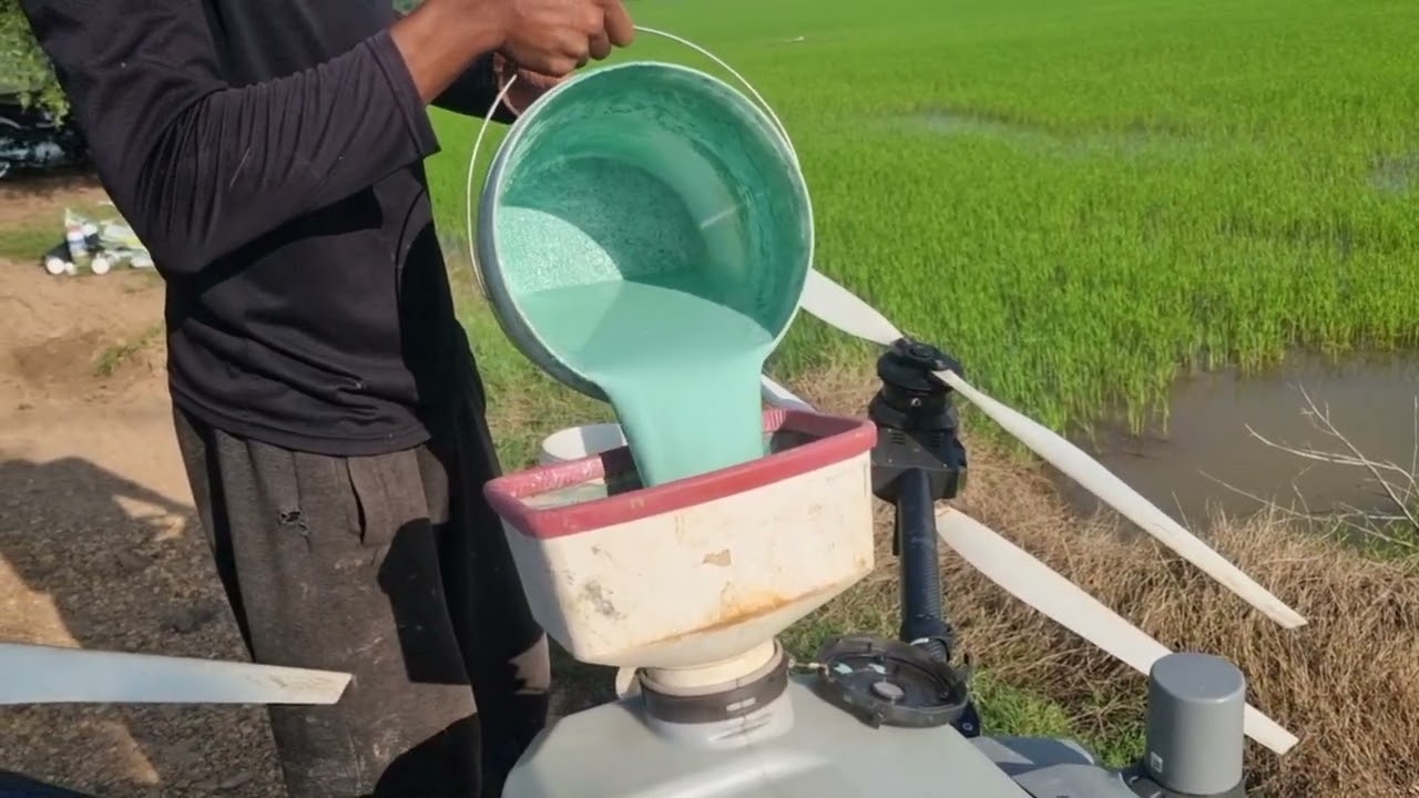 Spray rice with pesticide sprayed with DJI T40 drone #agriculturedrone #djit40