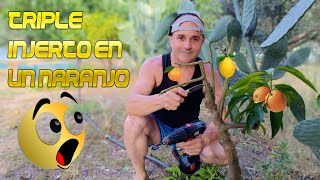 Vídeo Tutorial - Triple Injerto Por Taladro, Limonero Naranjo Y Mandarino Esquejes Plantar Frutales