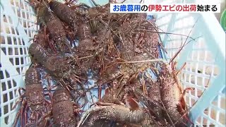 “生きたまま”箱詰めして発送　お歳暮用に人気の伊勢エビの出荷が始まる　三重・鳥羽市 (21/11/30 11:48)