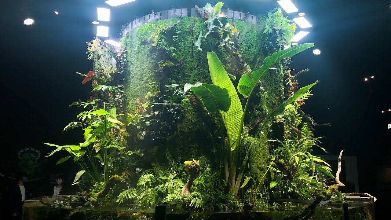 Gallery mo Nature Aquarium Exhibition 21 Tokyo 展 Youtube Gallery mo Nature Aquarium Exhibition 21 Tokyo 展 Youtube