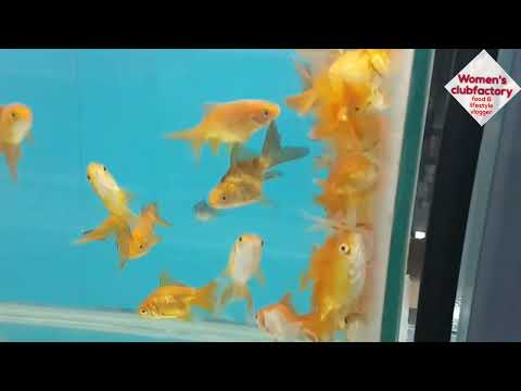 மீன் வாங்க போனா அங்க ஆமை பண்ண அட்டகாசம்/ fish aquarium @yasoselvaofficial