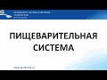 Пищеварительная система. Гистологические препараты