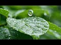 Ultra Slow Motion Raindrops on Leaves | Calming Nature Sounds &amp; Relaxing Visuals