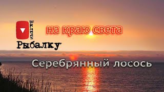 Дикий Серебренный лосось. Камчатка, природа и много Кижуча. Silver Salmon.