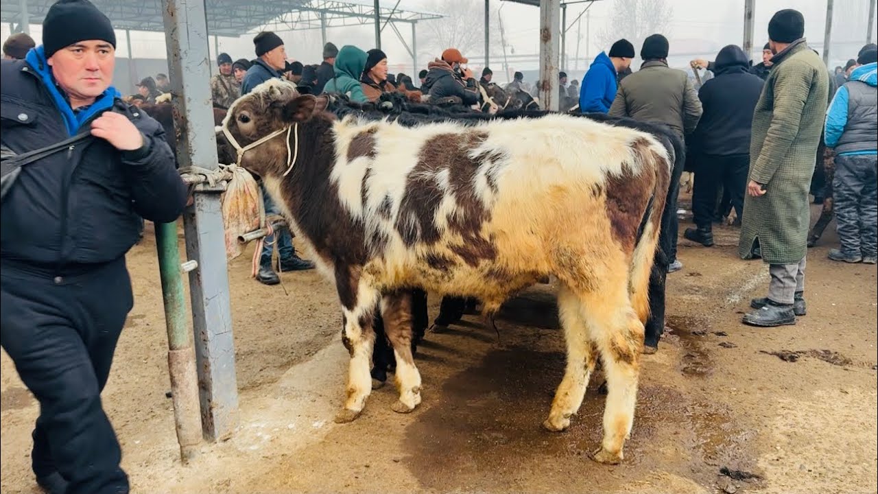 Qoʻqon mol bozori semiz va boqma buqa narxlari 21.01.2026