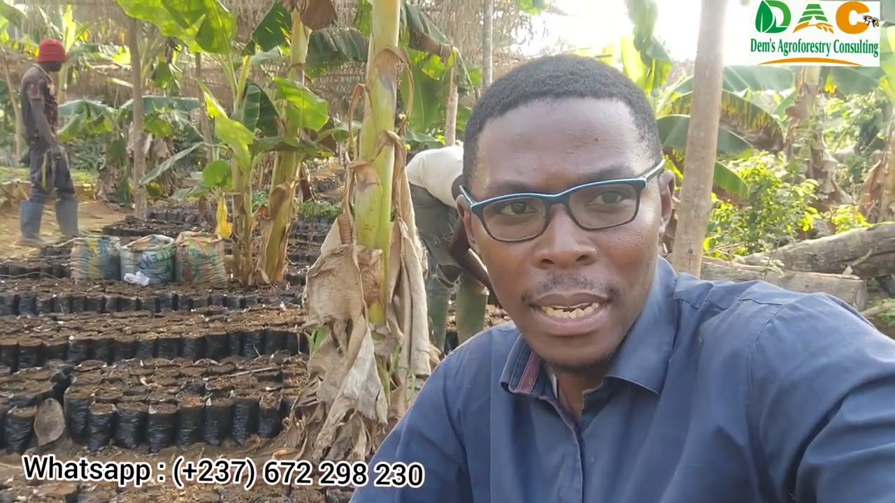 Comment mettre sur pied sa pépinière de papaye ? (Ep 01)