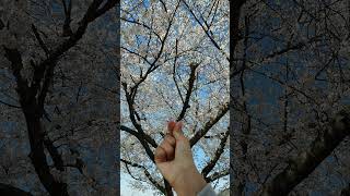 벚꽃🌸이 품은 하늘#하늘 벚꽃 さくら