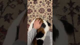 parking the car with slap control 📹 @chonkycikikator-#calico #chonk #9gag
