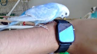 Budgies Love My Watch