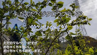 野菜農家への道#45「庭で出来る野菜。桑の紹介。概要欄もご覧ください。」過去動画