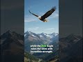 🦚 Peacock vs Bald Eagle | Ultimate Bird Battle | Who Wins?
