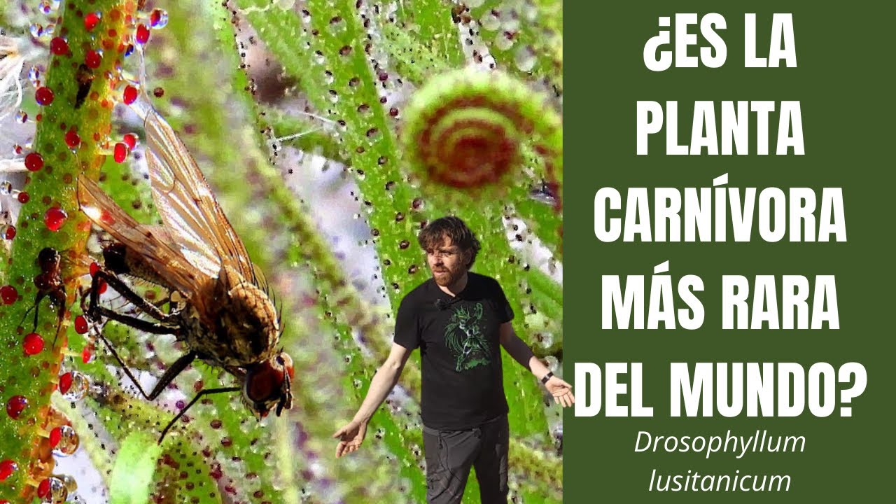 VIAJO 599 KM para conocer el hábitat de Drosophyllum lusitanicum UNA PLANTA CARNÍVORA MUY RARA