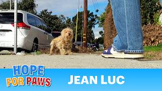 A dog was tied to a street sign and then abandoned.