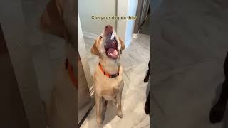 He is so talented. Lol. #funny #funnydogvideos #labs