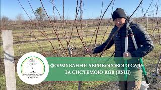 Формування абрикосового саду за системою KGB кущ