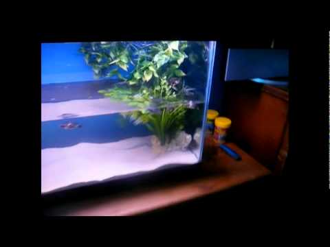 herpetologist meaning NEW TURTLE SETUP